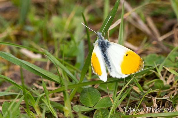 papillon blanc et orange