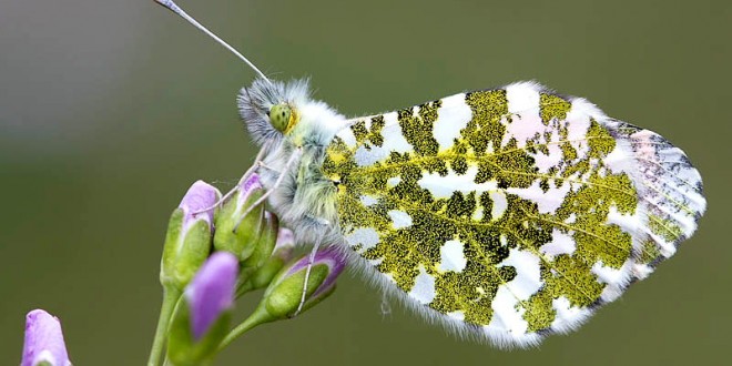 Papillon Aurore mâle - Papillon de la forêt de Fontainebleau