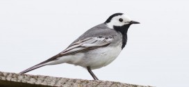 Bergeronette grise - quels oiseaux voir en mai ?