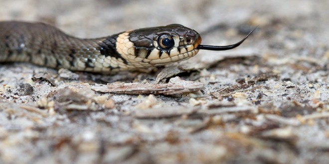 Couleuvre à collier - Serpent de la forêt de Fontainebleau