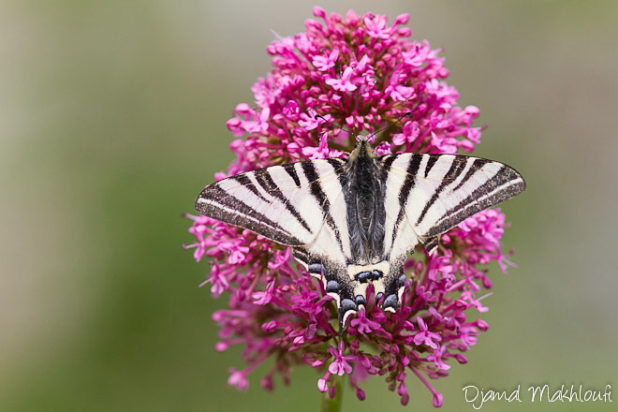 Le Flambé - Papillon porte-queue (Iphiclides podalirius)