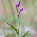 Céphalanthère rouge (Cephalanthera rubra) - Orchidée sauvage