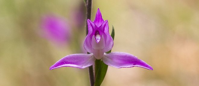 Céphalantere rouge - Orchidées sauvages de la forêt de Fontainebleau