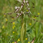 Orchis bouc (Himantoglossum hircinum - Orchidée de la forêt de Fontainebleau