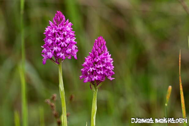 Orchis pyramidales - Fleur de la forêt de Fontainebleau