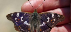 Petit Mars changeant - Papillon de la forêt de Fontainebleau