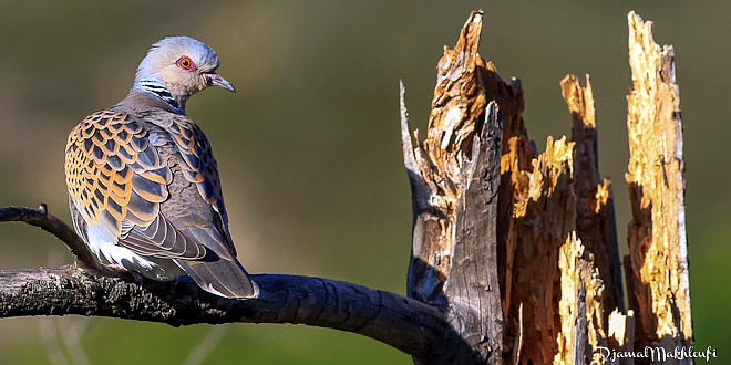 Tourterelle des bois - Oiseau de la forêt de Fontainebleau