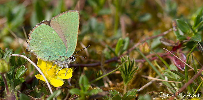 Argus vert - Thécla de la Ronce (Callophrys rubi) - Petit papillon vert