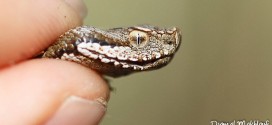 Vipère aspic - Serpent de la forêt de Fontainebleau