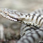 Vipère aspic serpent à la pupille verticale - photo
