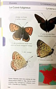 Papillons de France : Guide de détermination des papillons diurnes