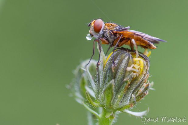 Mouche Ectophasia Crassipennis - Mouche extraordinaire - Insecte extraordinaire