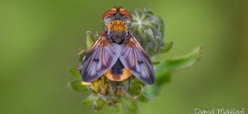 Mouche Ectophasia Crassipennis