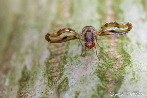 Palloptère jolie (toxoneura muliebris) - Mouche extraordinaire - Insecte extraordinaire