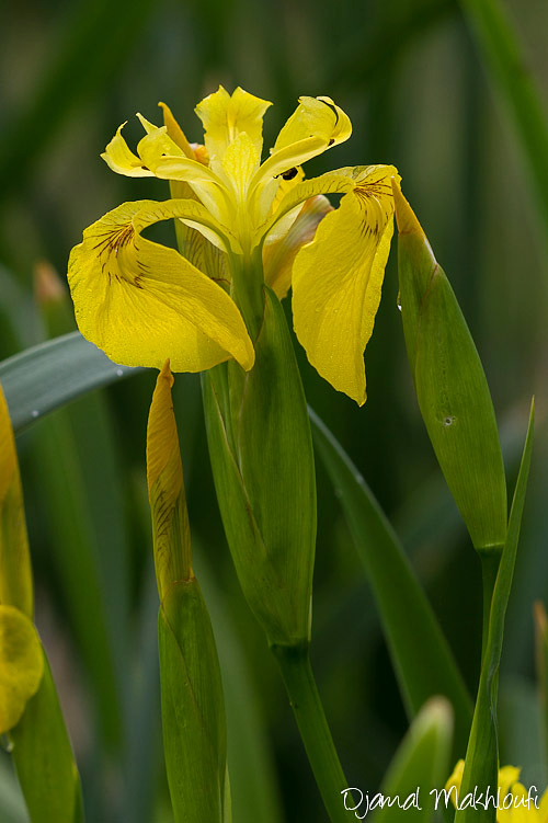 Iris des marais - Fleurs jaunes sauvages