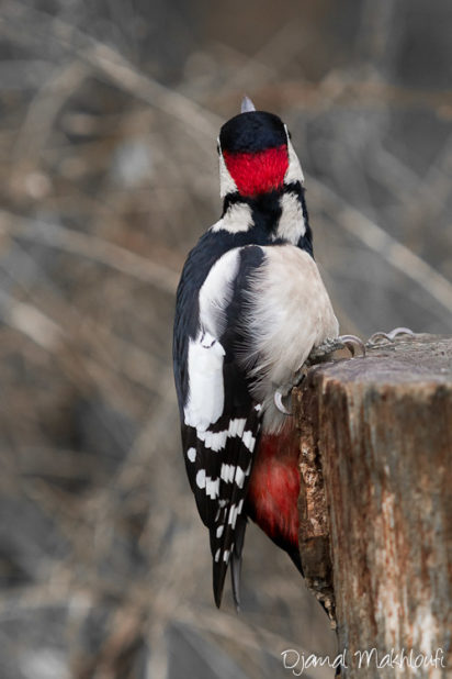 Pic épeiche mâle (Dendrocopos Major) - Photo - Oiseau de la forêt de Fontainebleau