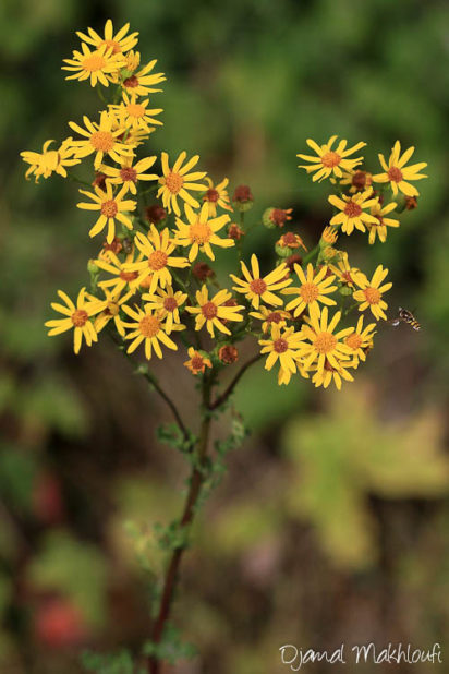 Sénéçon jacobée - Fleurs jaunes sauvages