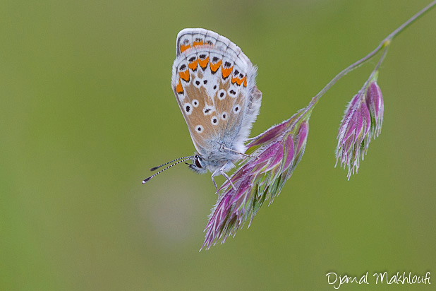 Argus bleu céleste - Lysandra bellargus - Papillons Argus