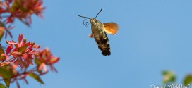 Sphinx colibri - Papillon - Moro Sphinx