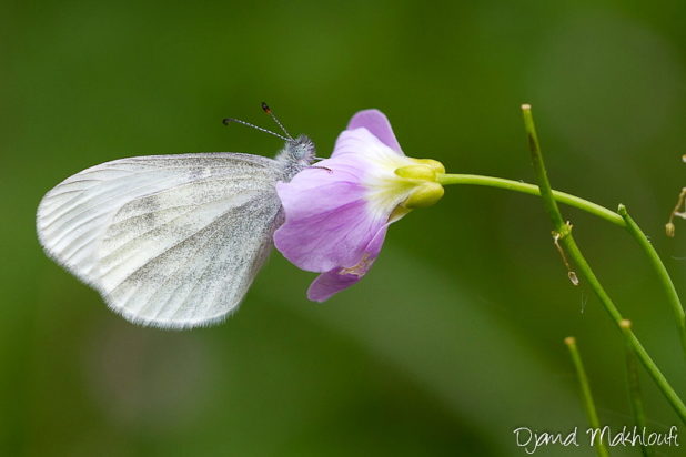 Piéride de la moutarde - Papillon blanc de la forêt de Fontainebleau