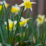 Jonquille - Narcissus jonquilla
