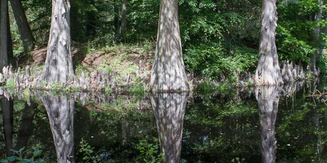 Mare aux Cerfs en été - Forêt de Fontainebleau