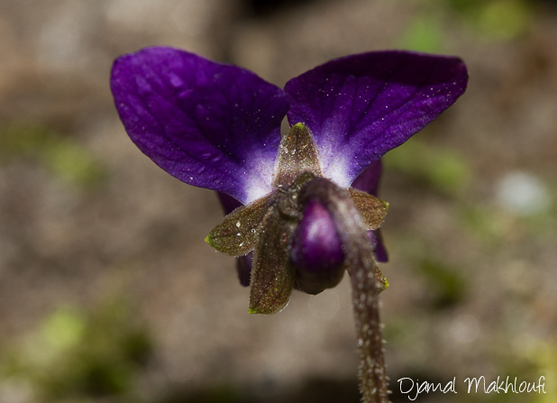Violette des bois - Viola odorata en billebaude florale