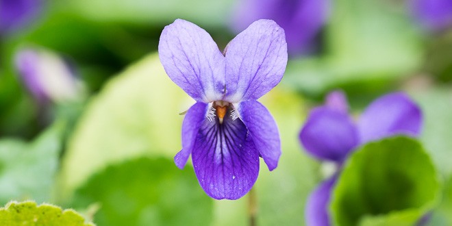 Violette des bois - billebaude florale