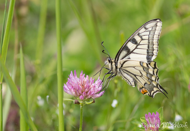 Papilio Machaon - Grand porte queue