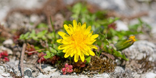 fleur soleil- Taraxacum officinale