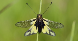 Ascalaphe soufré femelle - Libelloides coccajus