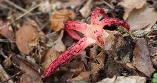 Anthurus d'archer - Champignon rose en forme d'étoile