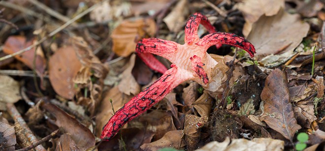 Anthurus d'archer - Champignon rose en forme d'étoile