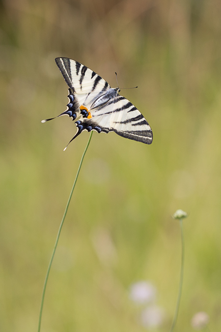 Photographier les papillons - Iphiclides podalirius - Photo de papillon