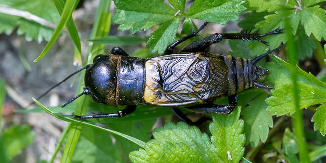 Grillon des champs male - Insecte de la forêt de Fontainebleau