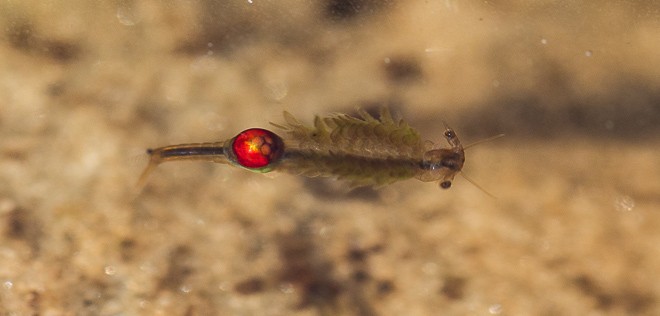 Tanymastix stagnalis - Crustacée de la forêt de Fontainebleau
