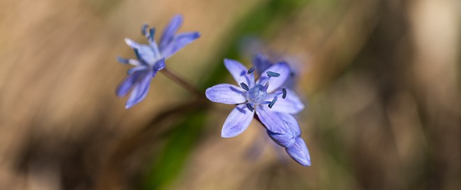 Scille à deux feuilles - Flore de la forêt de Fontainebleau