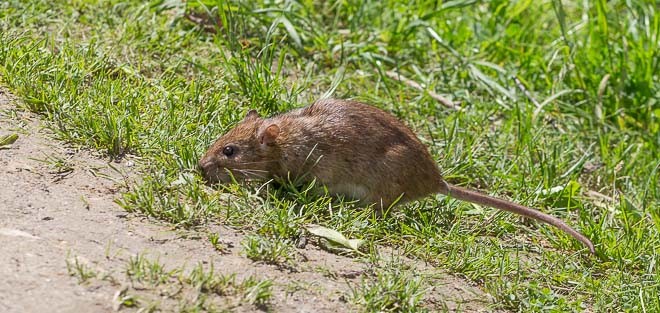 Rat d'égout - Surmulot - Rattus Norvegicus