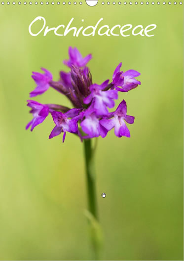 Orchidaceae - Calendrier sur les orchidées sauvages de France