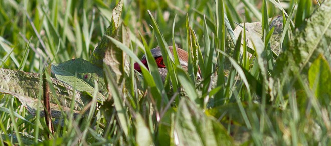Perdrix rouge - Alectoris rufa