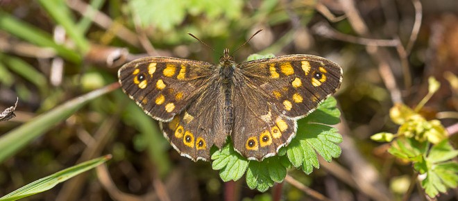 Tircis (Pararge aegeria) - Papillon des bois