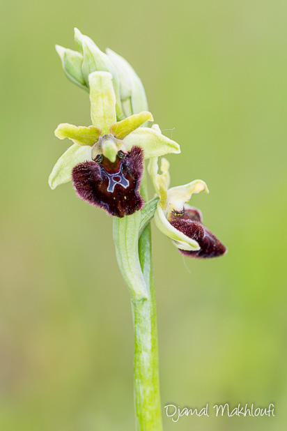 Ophrys araignée - Orchidée de la forêt de Fontainebleau