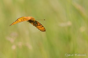 Grand Nacré (Argynnis aglaja) - Papilon de la forêt de Fontainebleau