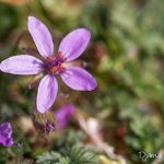 Bec de grue (Erodium cicutarium) - Fleur sauvage de mars