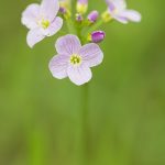 Cardamine des prés (Cardamine pratensis) - Fleur sauvage d'avril