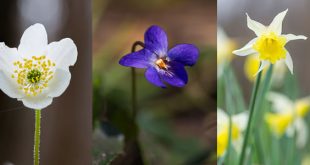 Fleurs sauvages de mars et avril