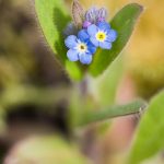 Myosotis des bois (Myosotis sylvatica) - Fleur sauvage d'avril