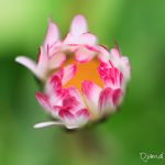 Pâquerette (Bellis perennis) - Fleur sauvage de mars