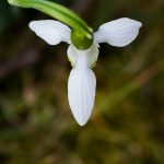 Perce-neige (Galanthus nivalis) - Fleur sauvage de mars