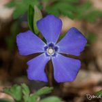 Petite pervenche Vinca minor() - Fleur sauvage de mars